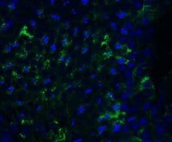 PEX10 Antibody - BSA Free, Novus Biologicals 0.1 mg; Unconjugated:Antibodies,